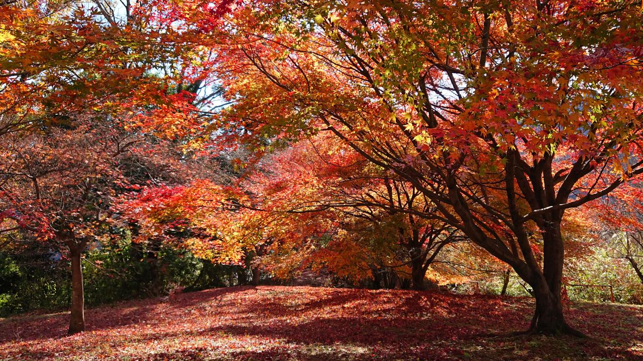 妙義もみじの湯 紅葉